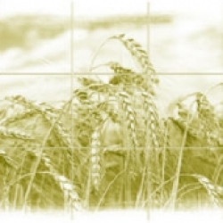 Панель ДВЛ Рожь олива ПО 695*2070(1,44м2)